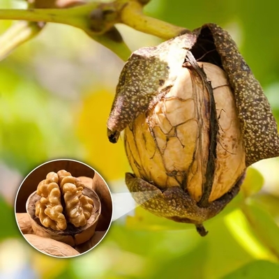 comprar Precio más bajo Precio mayorista de fábrica Xinjiang Xingfu Nueces lavadas y sin lavar online manufacture