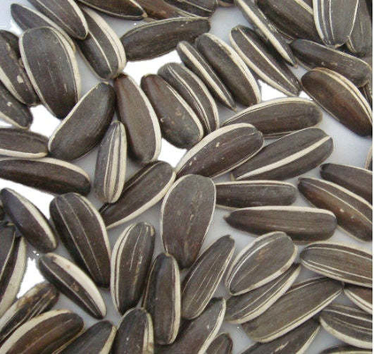 Semillas de granjas soleadas Su clave para el éxito en el mercado agrícola competitivo