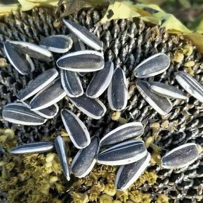Experimente los beneficios de las semillas de girasol T5 en su negocio
