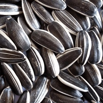 Deliciosas semillas de girasol 5009 para su placer de bocadillo
