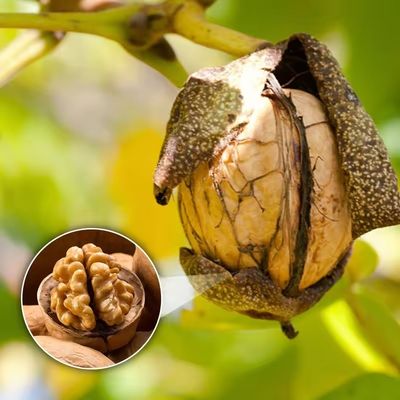 Precio más bajo Precio mayorista de fábrica Xinjiang Xingfu Nueces lavadas y sin lavar