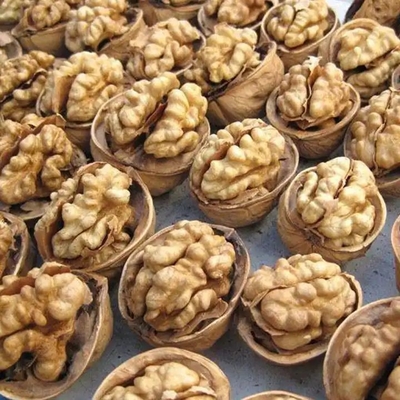 Experimenta un rendimiento sin igual con Walnut Core Nucleus 2