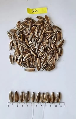 Origen Semillas de girasol Bandas blancas y negras de Xinjiang de alta calidad para comer crudo COOL 20/25kg Pp Envasado en bolsas de tejido Seco 9% Max