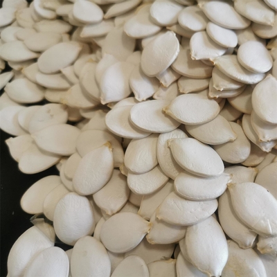Humedad 7% max Cabezas de calabaza Blanca de Nieve de primera calidad para sus necesidades